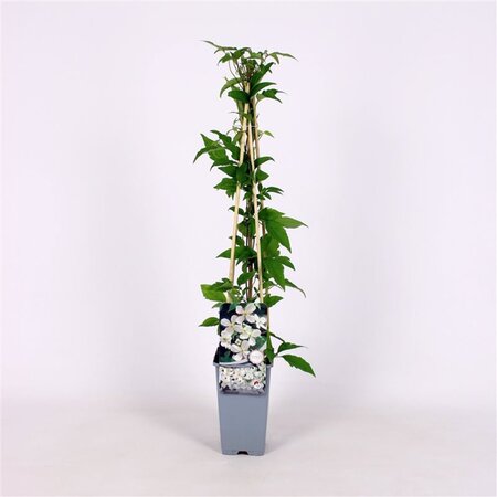 Clematis montana grandiflora (wit) 70 cm vierkant 2L