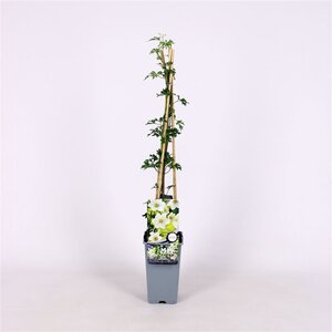 Clematis 'Early Sensation' 70 cm vierkant 2L