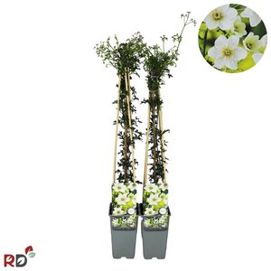 Clematis 'Early Sensation' 70 cm vierkant 2L - afbeelding 2