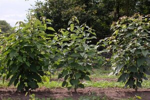 Clerodendrum trichotomum 100-125 cm met kluit