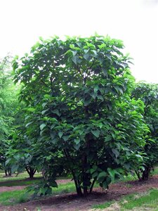 Clerodendrum trichotomum 125-150 cm met kluit struik - afbeelding 2