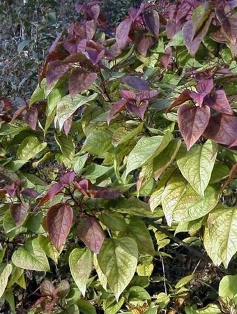 Clerodendrum trichotomum 125-150 cm met kluit struik - afbeelding 6