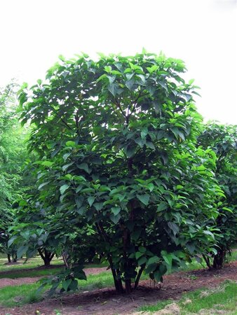 Clerodendrum trichotomum 150-175 cm met kluit struik - afbeelding 2