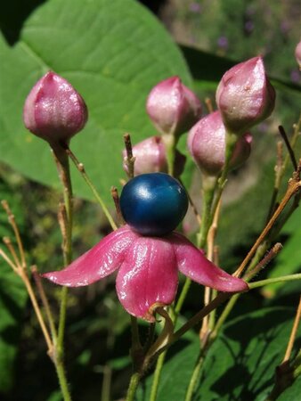 Clerodendrum trichotomum 150-175 cm met kluit struik - afbeelding 5