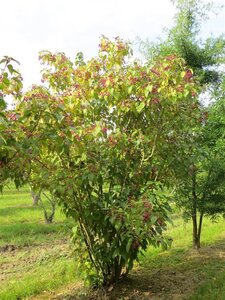 Clerodendrum trichotomum 150-175 cm met kluit struik - afbeelding 7