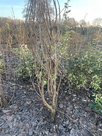 Clerodendrum trichotomum 175-200 cm met kluit meerstammig