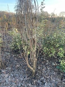 Clerodendrum trichotomum 175-200 cm met kluit meerstammig
