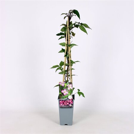 Clematis 'Freda' 70 cm vierkant 2L