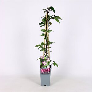 Clematis 'Freda' 70 cm vierkant 2L
