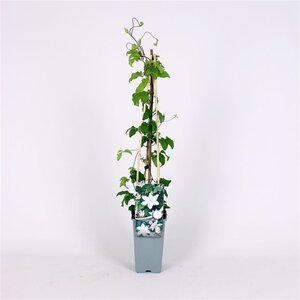 Clematis 'Gladys Picard' 70 cm vierkant 2L