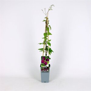 Clematis 'Gipsy Queen' 70 cm vierkant 2L