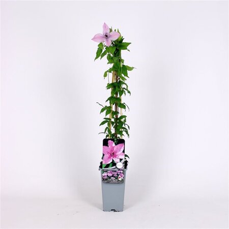 Clematis 'Hagley Hybrid' 70 cm vierkant 2L - afbeelding 1