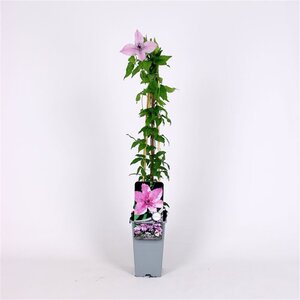 Clematis 'Hagley Hybrid' 70 cm vierkant 2L