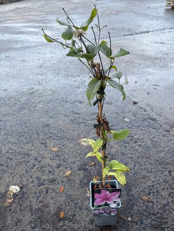 Clematis 'Hagley Hybrid' 70 cm vierkant 2L - afbeelding 3