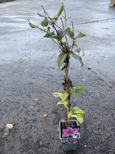 Clematis 'Hagley Hybrid' 70 cm vierkant 2L - afbeelding 3