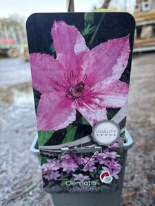 Clematis 'Hagley Hybrid' 70 cm vierkant 2L