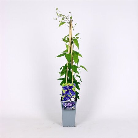 Clematis 'Jackmanii' 70 cm vierkant 2L