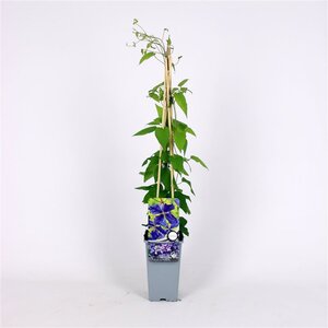 Clematis 'Jackmanii' 70 cm vierkant 2L