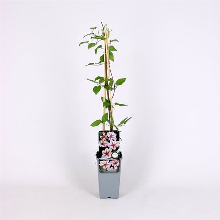 Clematis 'Jan Pawel II' 70 cm vierkant 2L