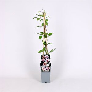 Clematis 'Jan Pawel II' 70 cm vierkant 2L