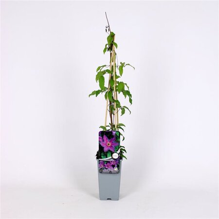 Clematis 'Kathleen Dunford' 70 cm vierkant 2L