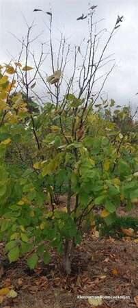 Cladrastis kentukea 250-300 cm draadkluit meerstammig