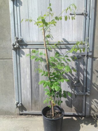 Cladrastis kentukea 80-100 cm cont. 10L