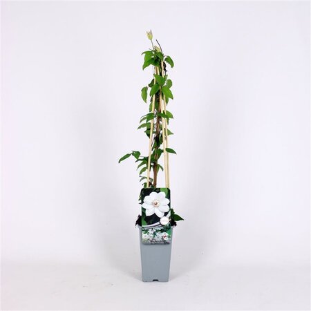 Clematis 'Miss Bateman' 70 cm vierkant 2L