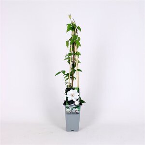 Clematis 'Miss Bateman' 70 cm vierkant 2L
