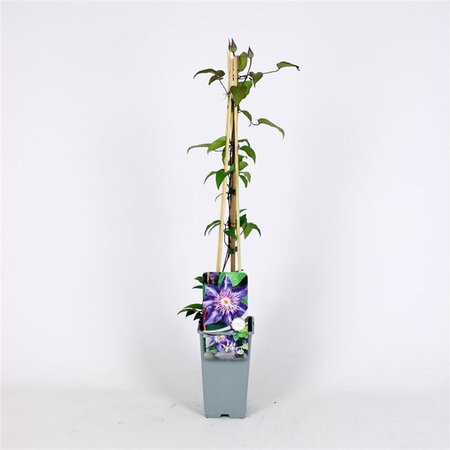 Clematis 'Multi Blue' 70 cm vierkant 2L