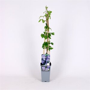 Clematis 'Mrs Cholmondeley' 70 cm vierkant 2L