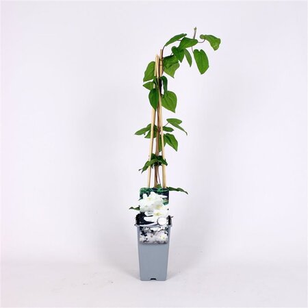 Clematis 'Mevrouw Le Coultre' 70 cm vierkant 2L