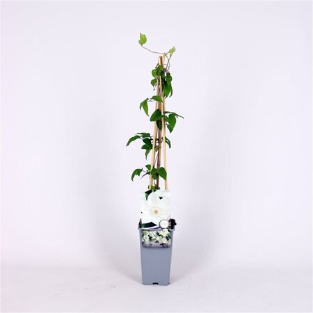 Clematis 'Mrs George Jackman' 70 cm vierkant 2L