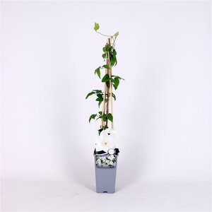 Clematis 'Mrs George Jackman' 70 cm vierkant 2L