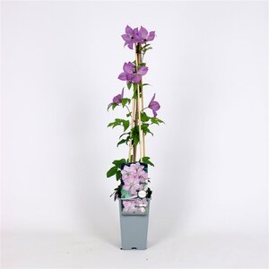 Clematis 'Margaret Hunt' 70 cm vierkant 2L