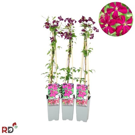 Clematis 'Madame Julia Correvon' 70 cm vierkant 2L - afbeelding 1