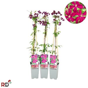 Clematis 'Madame Julia Correvon' 70 cm vierkant 2L