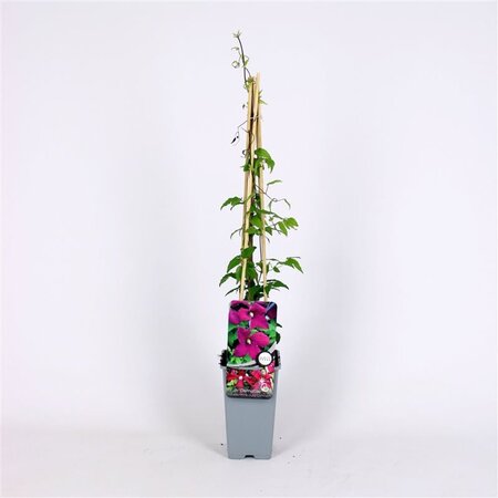 Clematis 'Madame Julia Correvon' 70 cm vierkant 2L - afbeelding 2