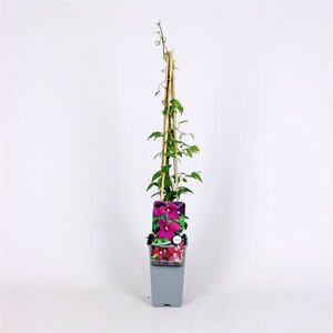 Clematis 'Madame Julia Correvon' 70 cm vierkant 2L - afbeelding 2