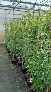 Clematis mont. rubens (lichtroze) 150-175 cm cont. 5,0L