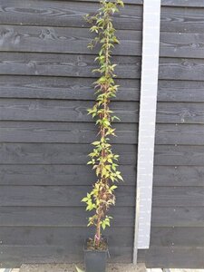 Clematis mont. rubens (lichtroze) 150-175 cm cont. 5,0L - afbeelding 7