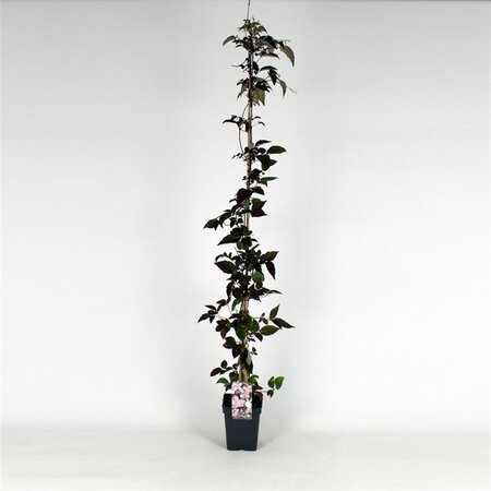 Clematis mont. rubens (lichtroze) 150-175 cm cont. 5,0L - afbeelding 4