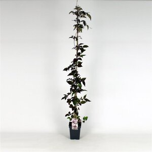 Clematis mont. rubens (lichtroze) 150-175 cm cont. 5,0L - afbeelding 4