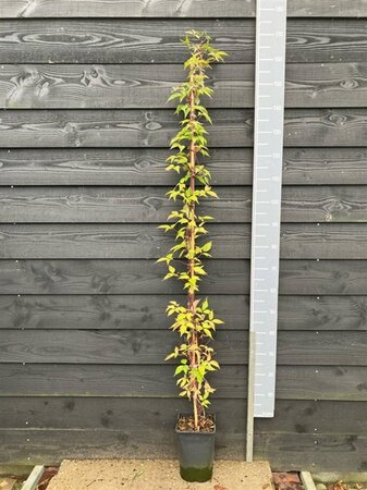 Clematis mont. rubens (lichtroze) 150-175 cm cont. 5,0L - afbeelding 8