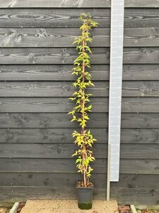 Clematis mont. rubens (lichtroze) 150-175 cm cont. 5,0L - afbeelding 8