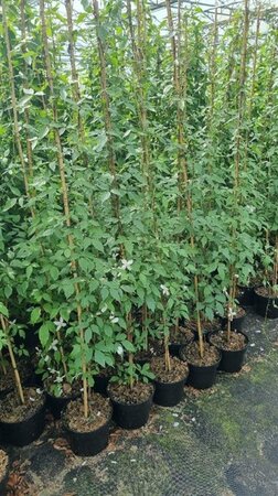 Clematis mont. rubens (lichtroze) 150-175 cm cont. 5,0L - afbeelding 2