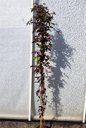 Clematis mont. rubens (lichtroze) 150-175 cm cont. 5,0L - afbeelding 6