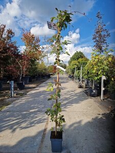 Clematis mont. rubens (lichtroze) 150-175 cm cont. 5,0L - afbeelding 5