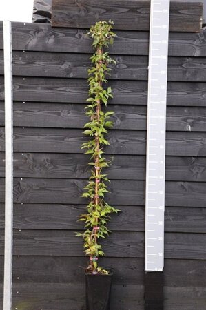 Clematis mont. rubens (lichtroze) 150-175 cm cont. 5,0L - afbeelding 8