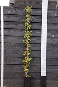 Clematis mont. rubens (lichtroze) 150-175 cm cont. 5,0L - afbeelding 8